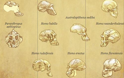 Becoming Human - University College Oxford