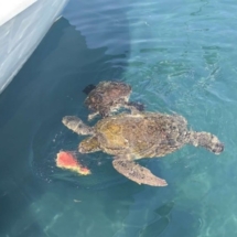 Travel Diary in Türkiye