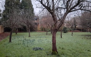 Univ North orchard - December 2024