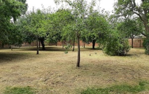 Univ North orchard - September 2024