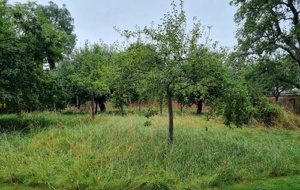 Univ North orchard - before cutting April 2024