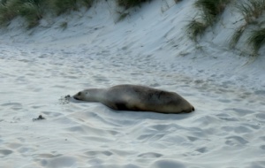 A sea lion lying on the beach