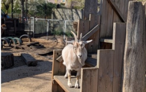 Univ Ambassadors visit Devas Club - a goat at a city farm
