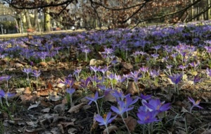 Endocrine clinics in Poland - purple flowers in a forest