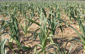 Natasha Edwards - The Garlic Farm garlic field