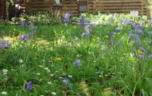 Univ’s iNaturalist project - grass and bluebells