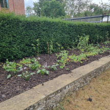 Planting at Univ North Planting at Univ North