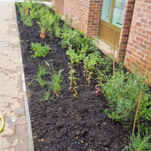 Planting at Univ North Planting at Univ North