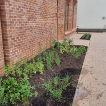 Planting at Univ North Planting at Univ North