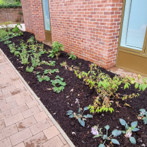 Planting at Univ North Planting at Univ North