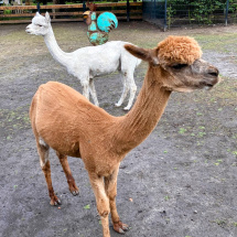 Leiden Oxford Transplantation Summer School 2025 Leiden Oxford Transplantation Summer School 2025