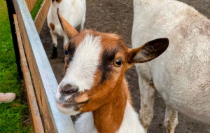 Leiden Oxford Transplantation Summer School 2025 - a goat